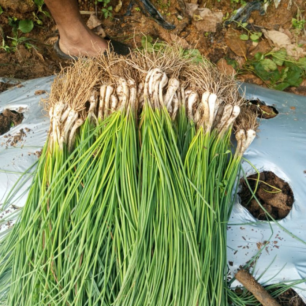 

Bawang Kuncai, Sayur Kucai | 500gr