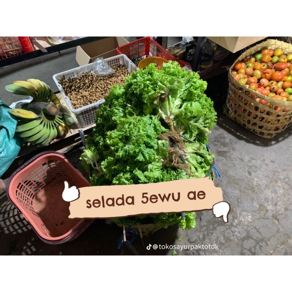 

SELADA keriting hijau