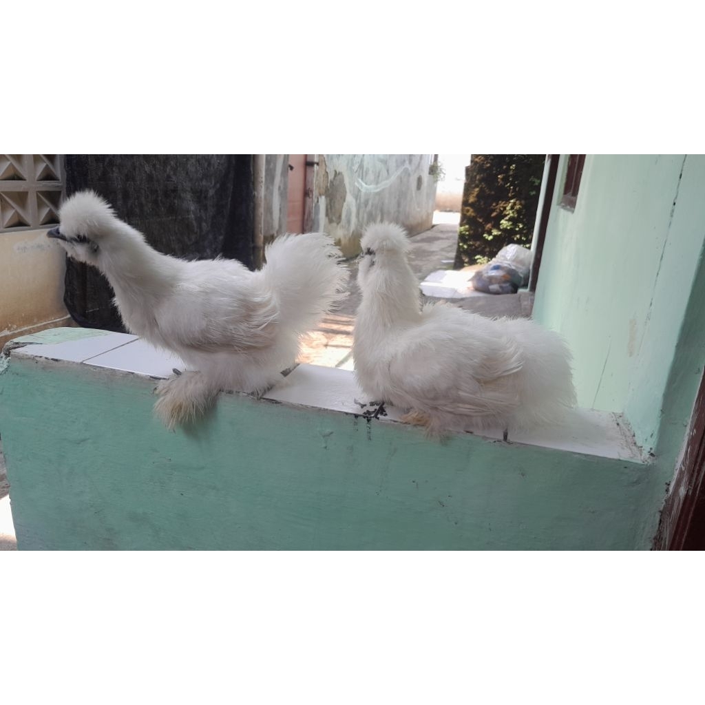 ayam american silkie