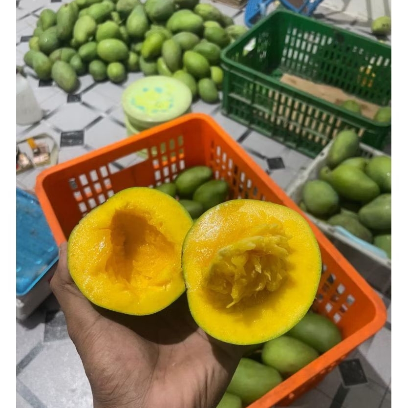 

1 dus 5 kg Mangga Alpukat asli bangil | TERMURAH Mangga arumanis fresh Super premium