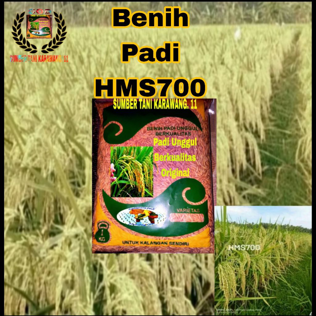 Benih bibit padi HMS. 700 PADI UNGGUL PER 1KG