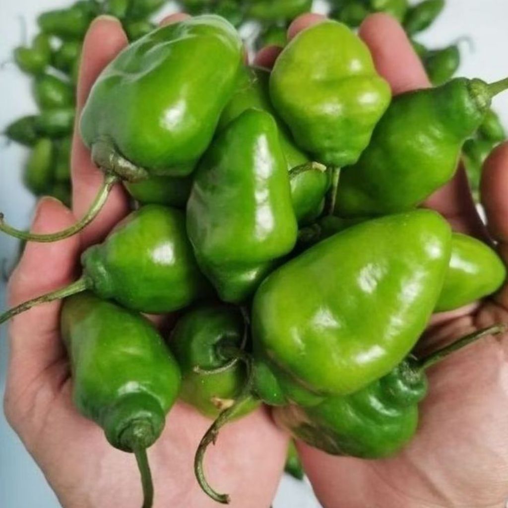 

Cabe gendot / cabe bendot segar 1kg