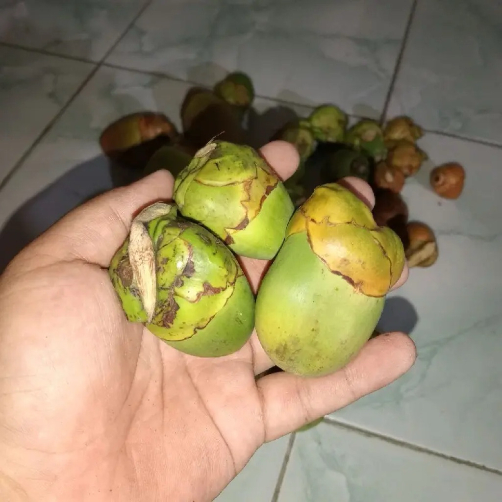 

Buah Kelapa Muda | Beluluk | Cengkir | 500gr