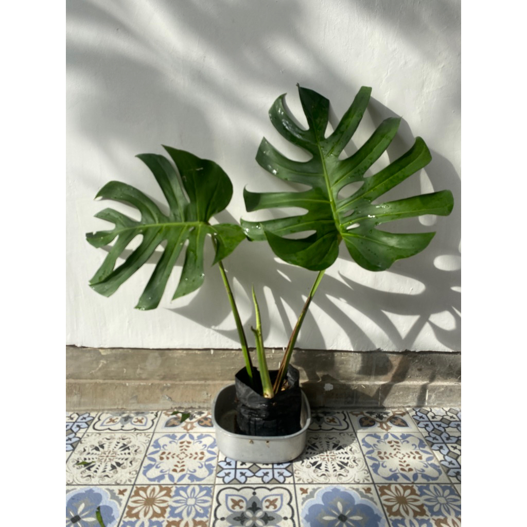 Monstera King Brazillian Jumbo