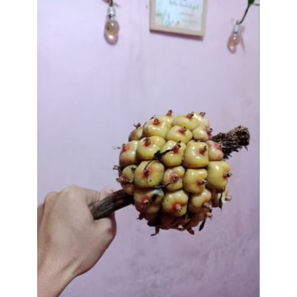 

buah honje segar fresh / 1 kg