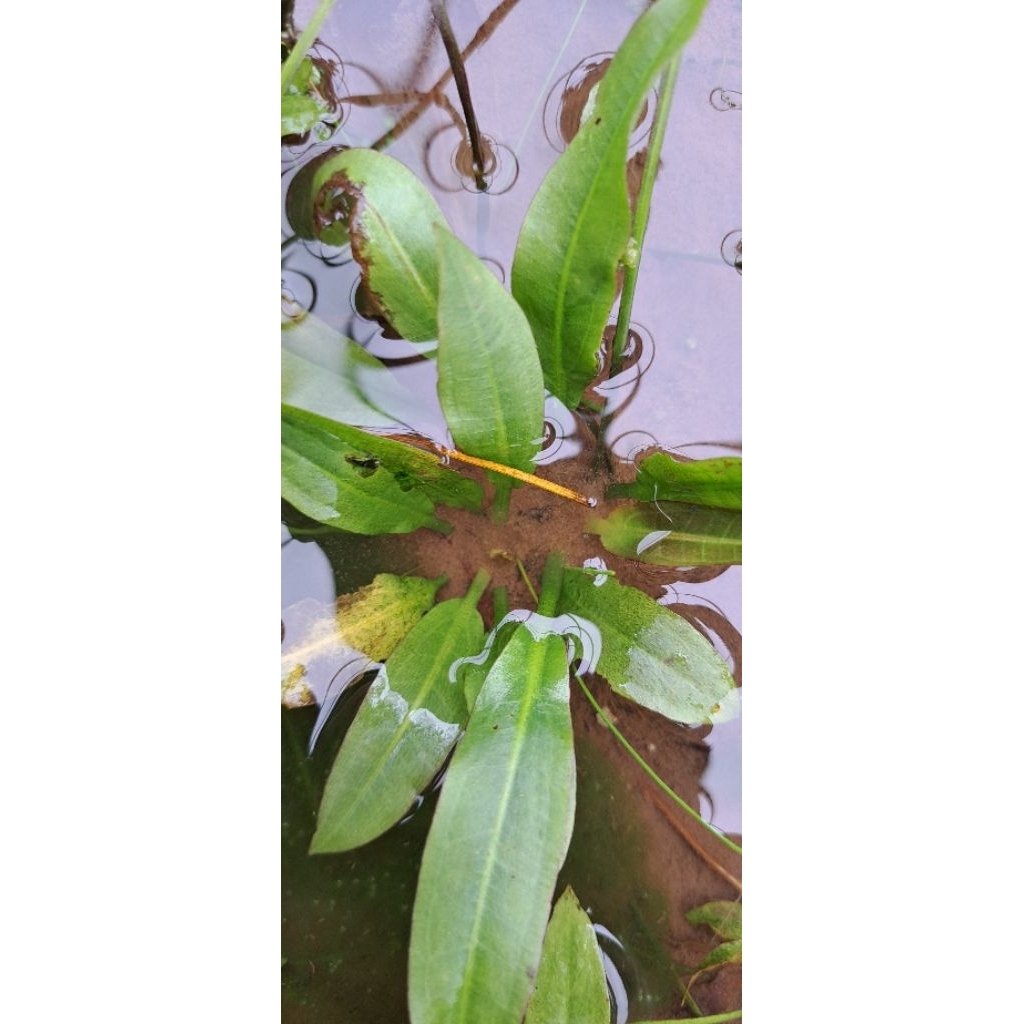 Ecinodorus amazon sword