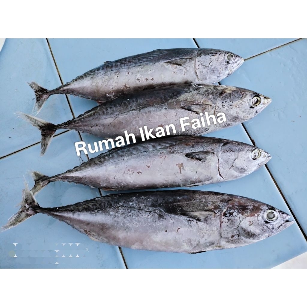 

Ikan Tongkol Deho Segar Beku 1kg