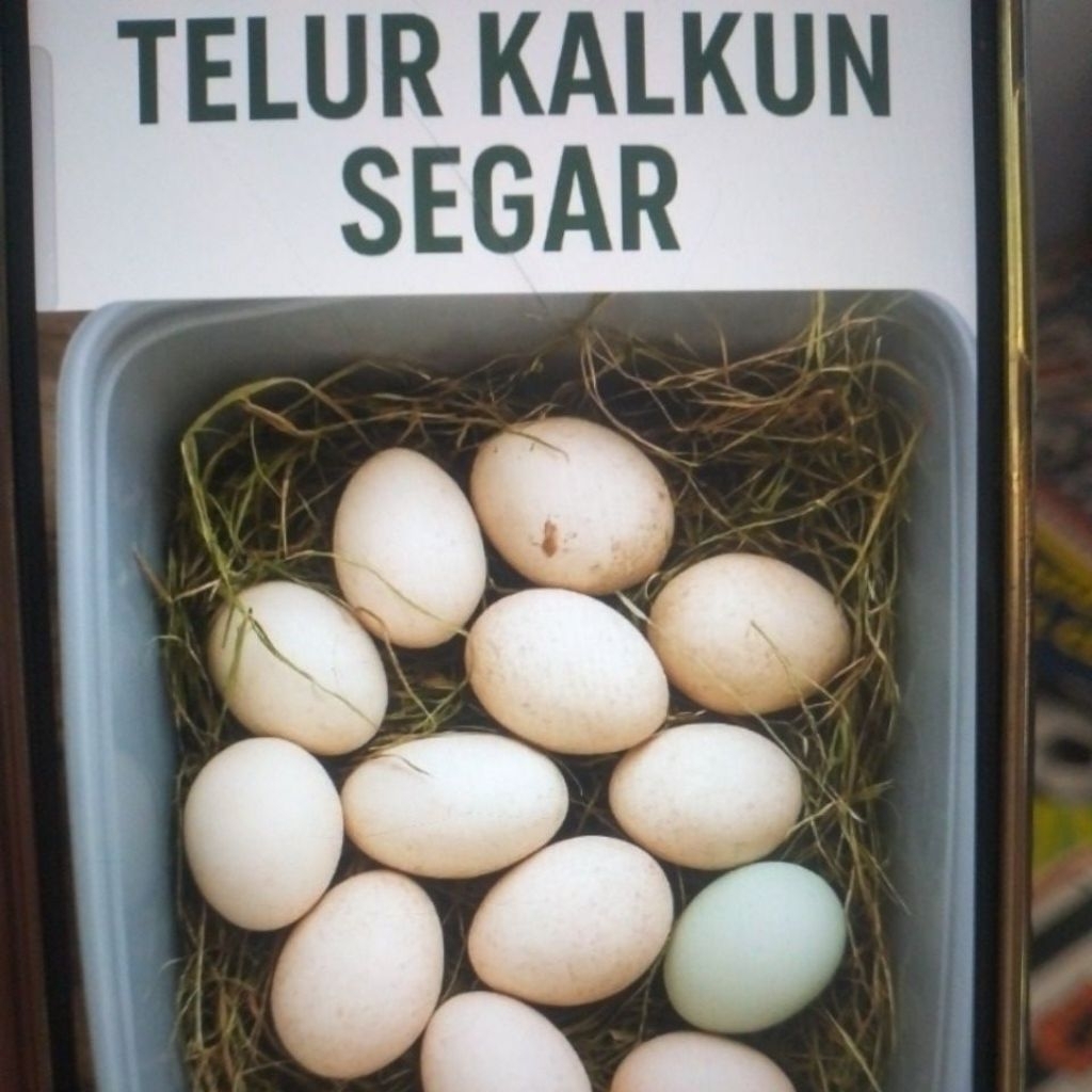 

TELUR AYAM KALKUN PERBIJI (BISA DITETASKAN&KONSUMSI)