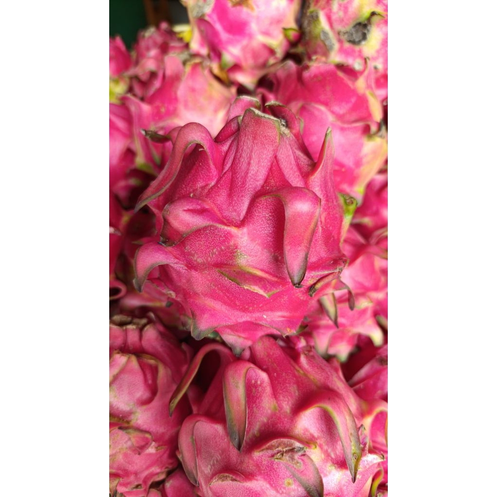 

kirim instant buah naga merah 1kg buah naga