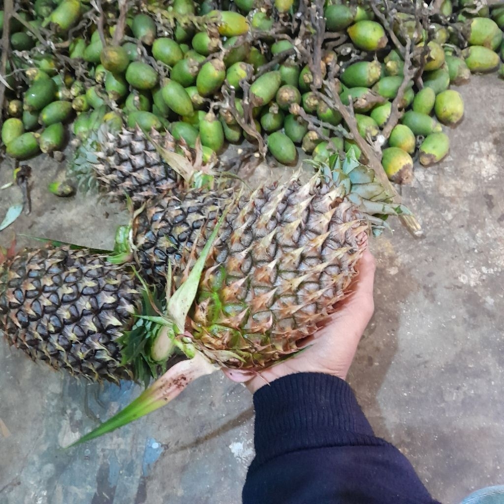 

nanas muda asli jumbo super 1 pcs