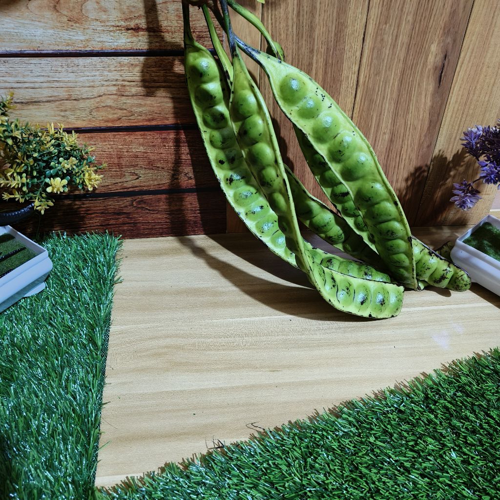 

Pete tua segar 5 papan/lonjor biji gede