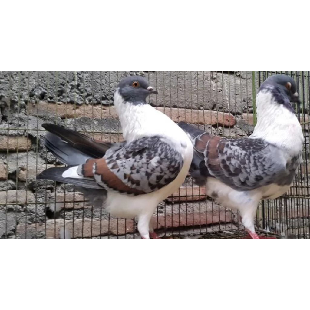 

telur fertil burung merpati Modena siap tetas