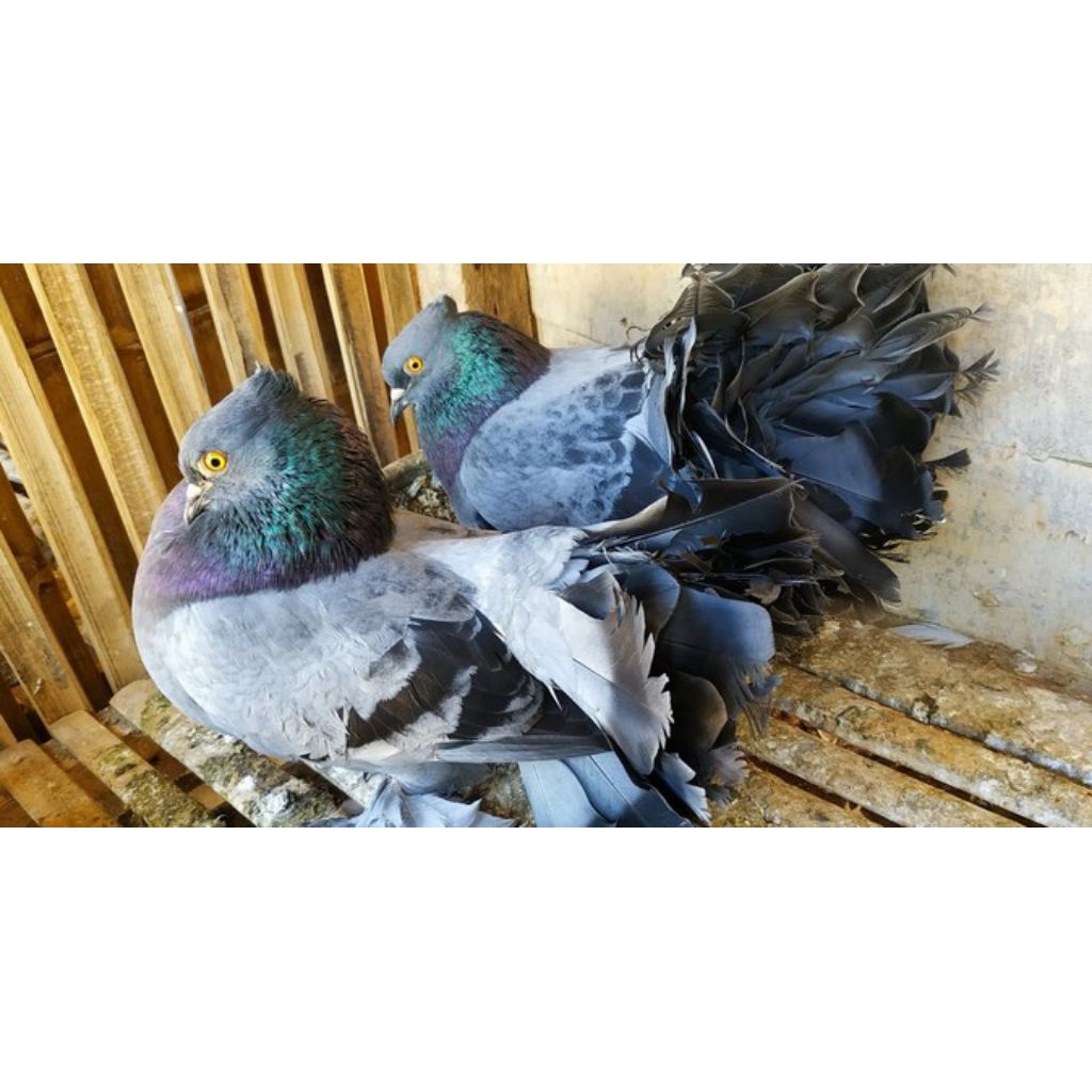 

telur fertil merpati kipas siap tetas