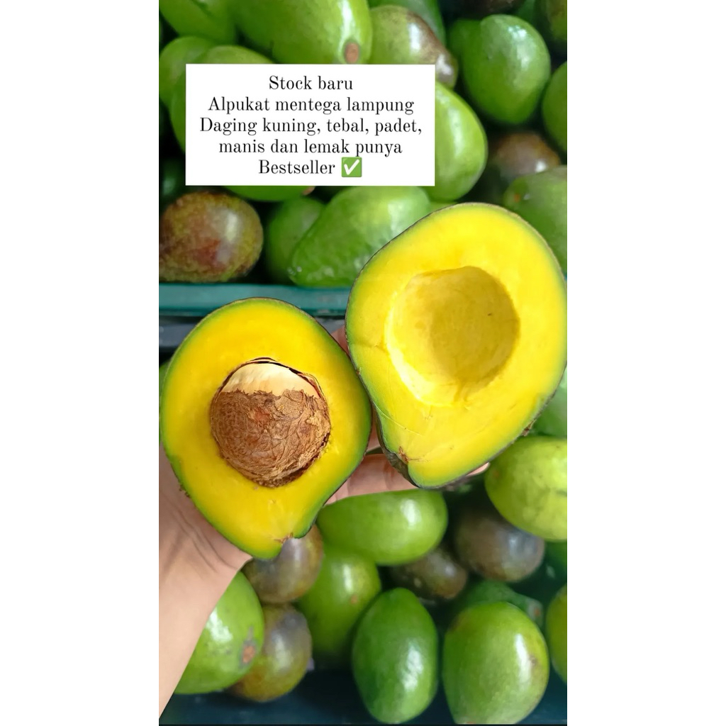 

alpukat lampung