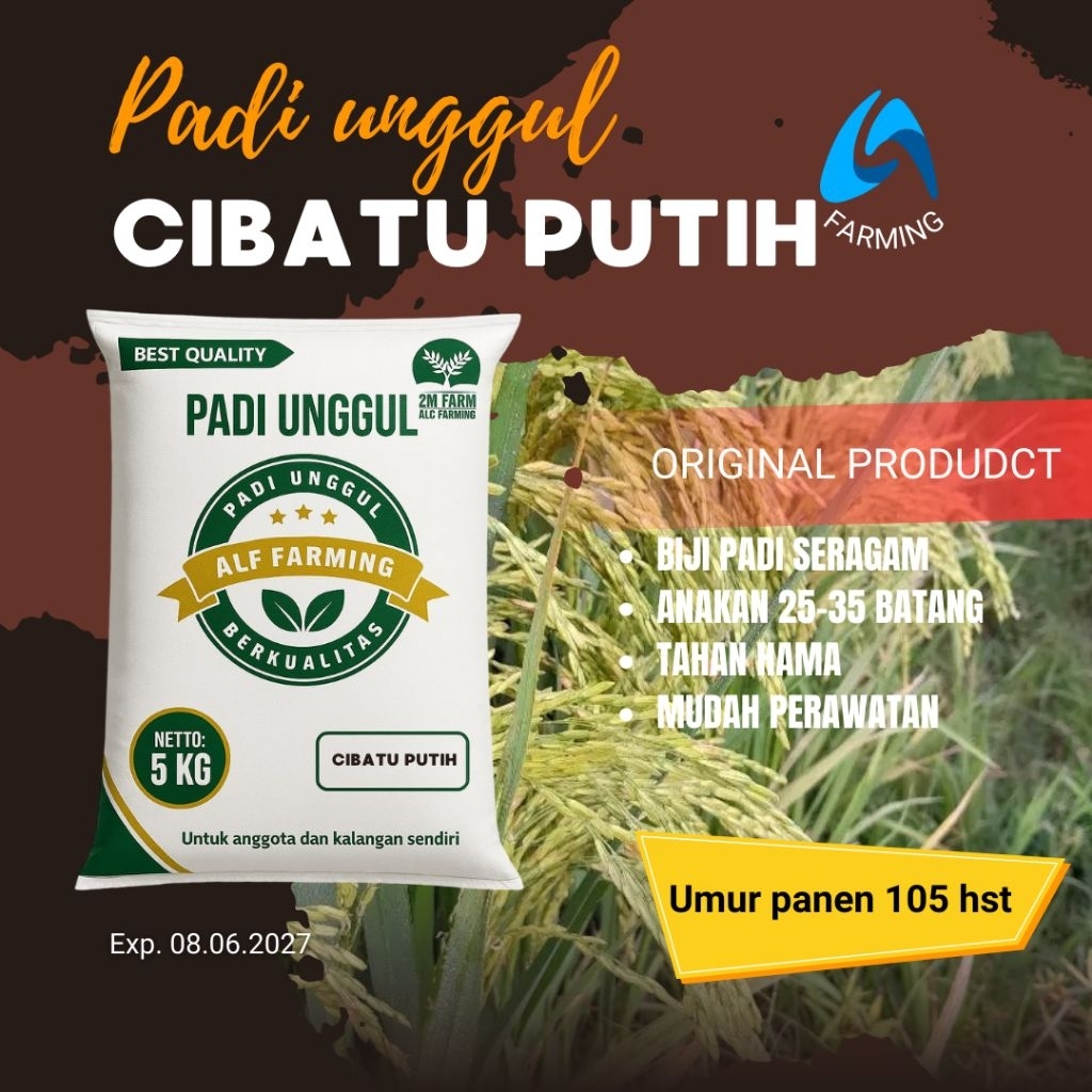 PADI UNGGUL CIBATU PUTIH KEMASAN 5 KG