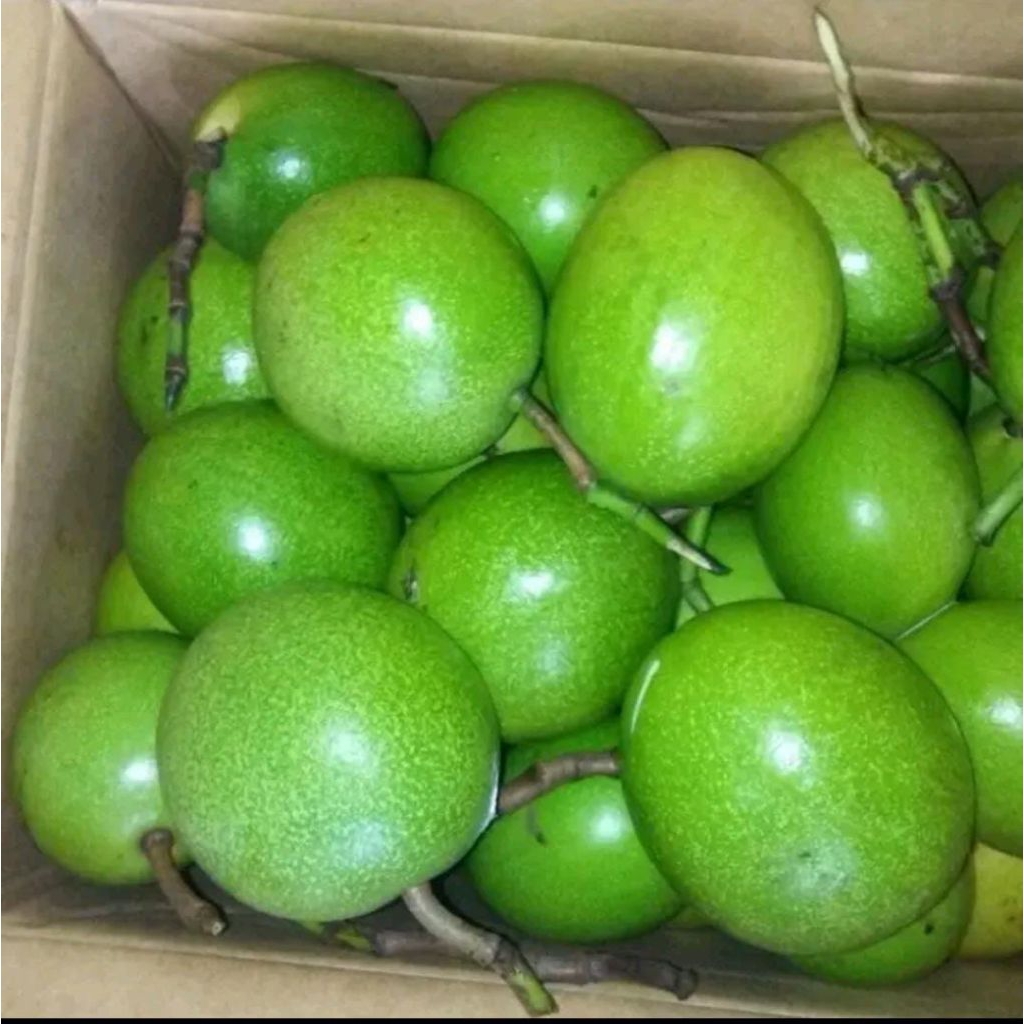 

buah bintaro segar kemasan 1kg