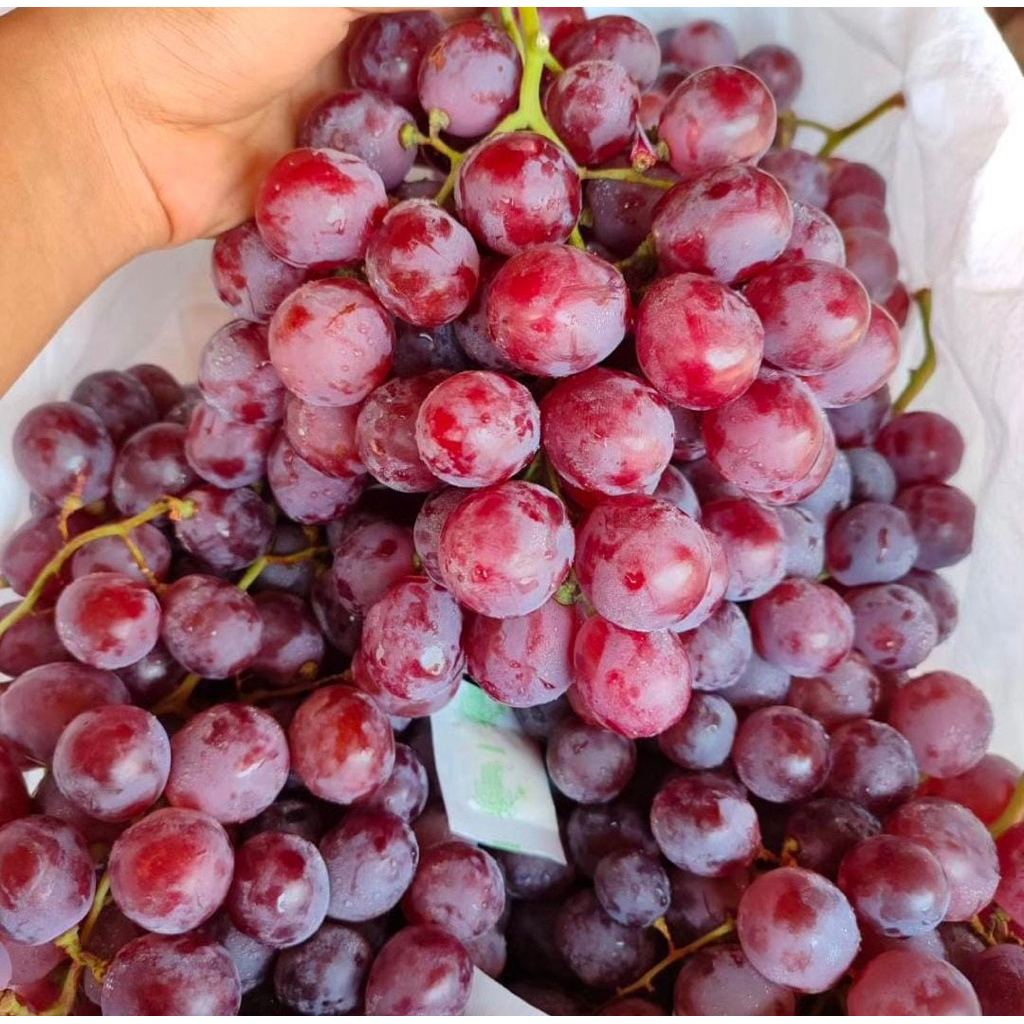 

ANGGUR RED GLOBE FRESH