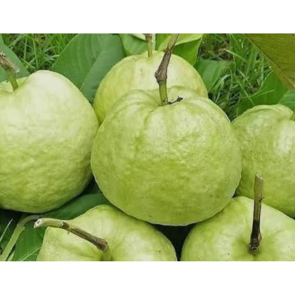 

jambu kristal 1kg