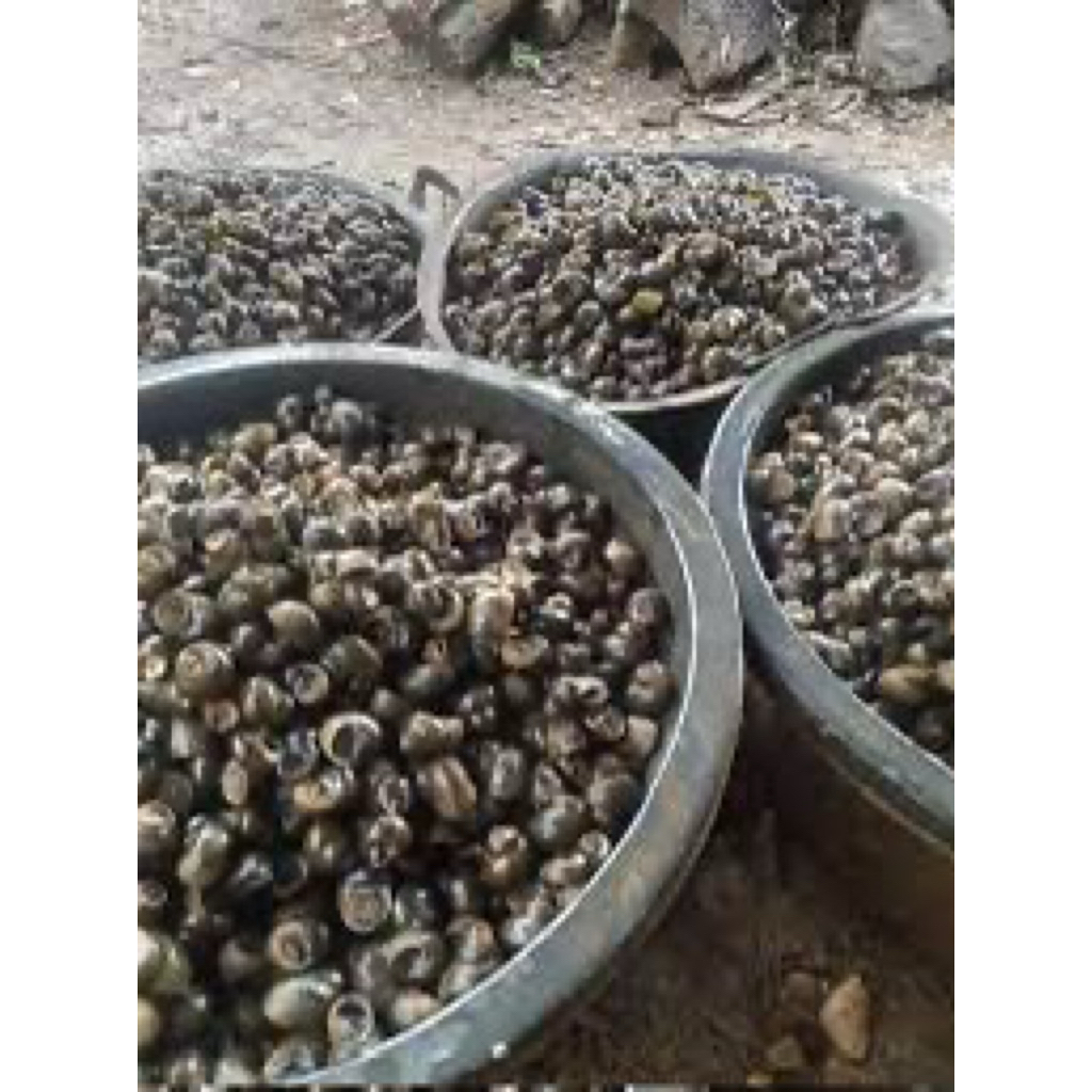 

Tutut Sawah | Kerang Air Tawar | 1kg