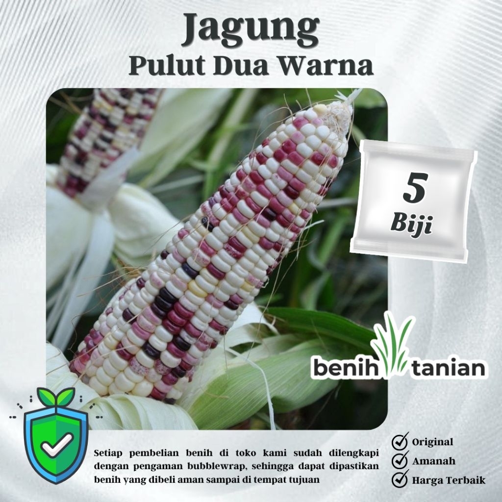 5 Biji Benih Jagung Pulut Rasanya Bibit Jagung Ketan Unggul