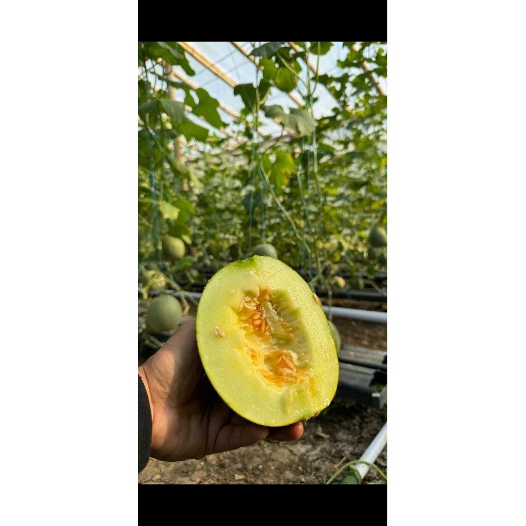 

Melon Madu Hidroponik Minim pestisida.