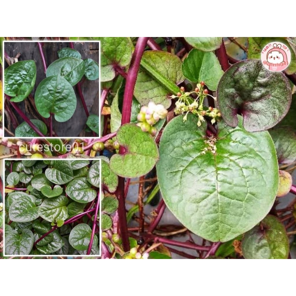 

Daun Binahong Merah Asli 100gram Termurah