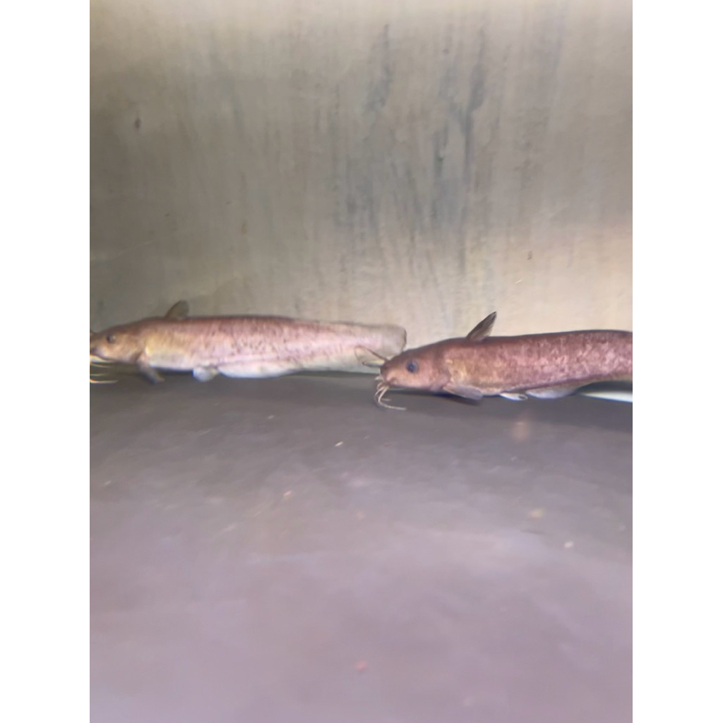 hiasan akuarium ikan tandanus catfish