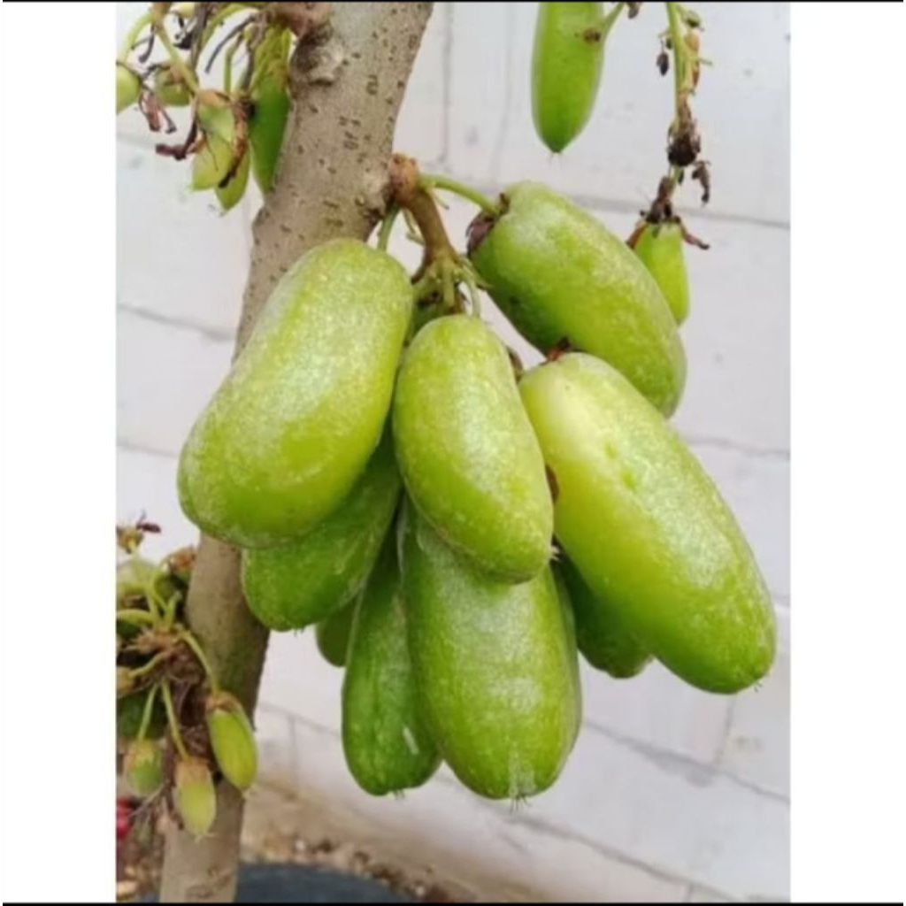 

Buah belimbing sayur/wuluh/hijau isi 10