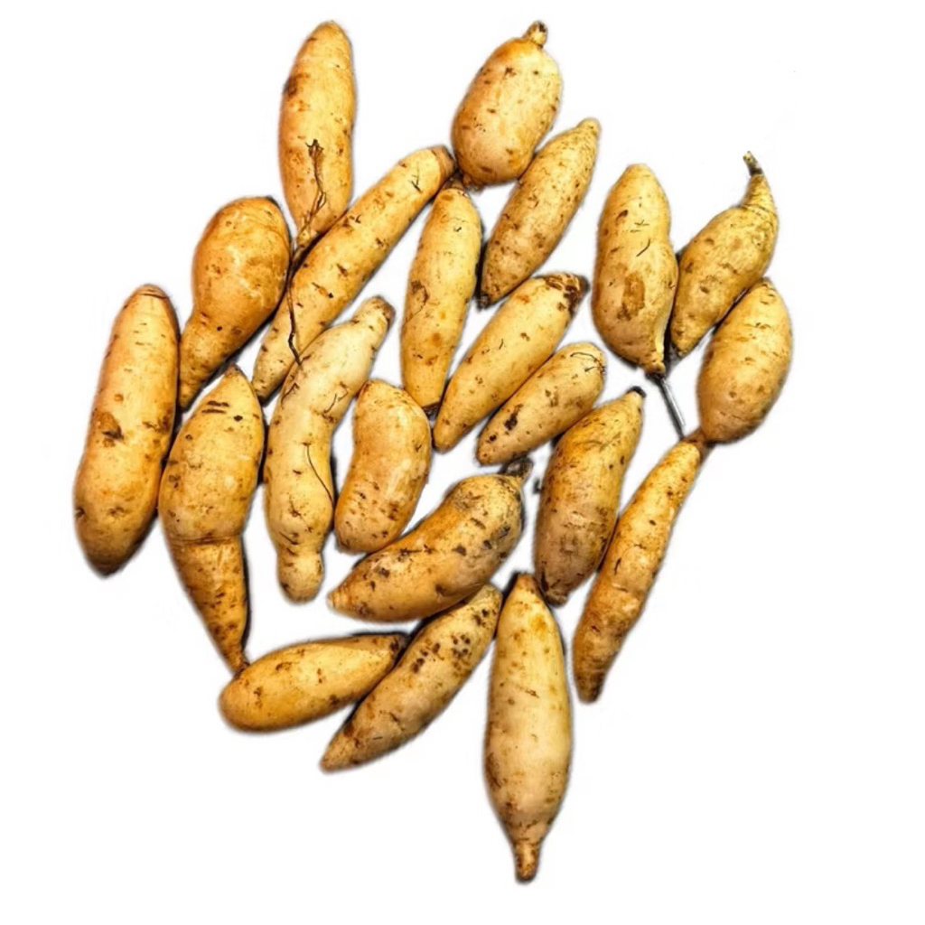 

Ubi Madu Bagus Untuk Diet dan untuk bayi dan cocok untuk cemilan 1kg