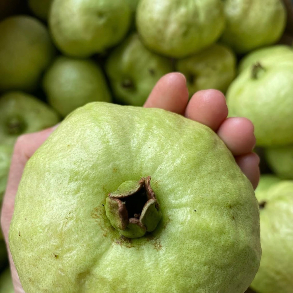 

PROMO Jambu Kristal Fresh Kriuk 1kg