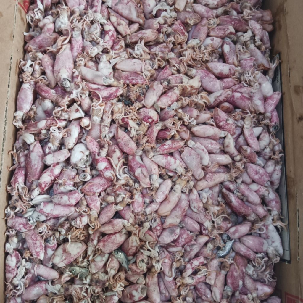 

Titik Frozen | Cumi Rebus Asin 1kg