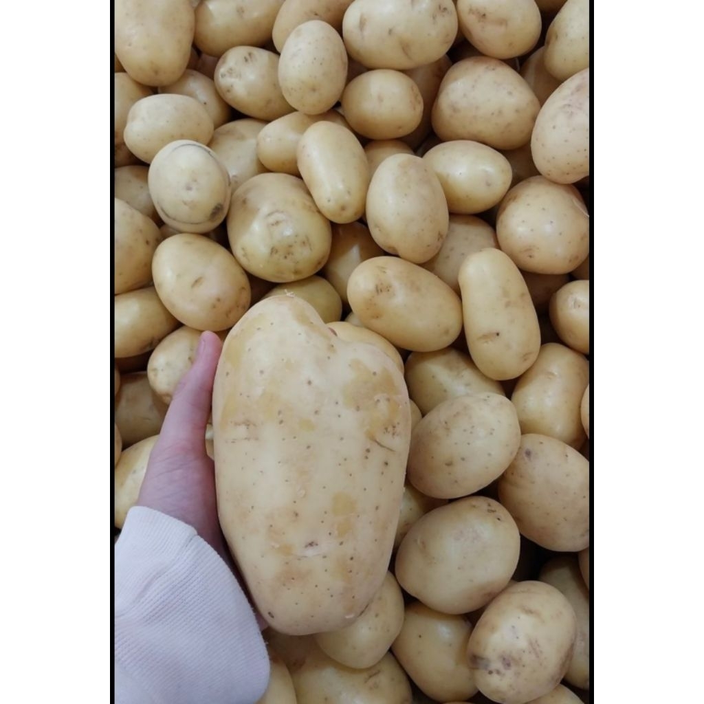

Sayuran _ Kentang super fresh 1kg langsung dari petani pangalengan