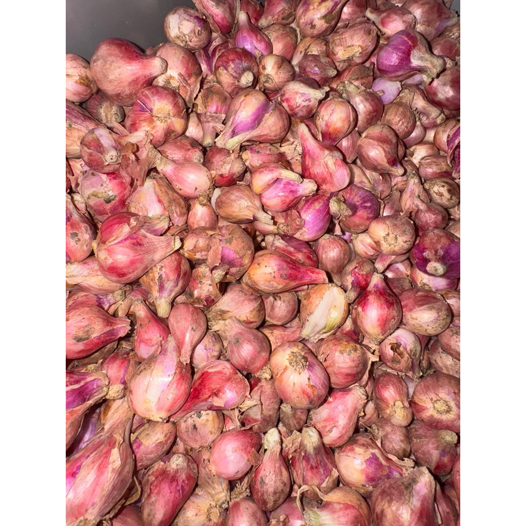 

Bawang Merah Fresh Murah