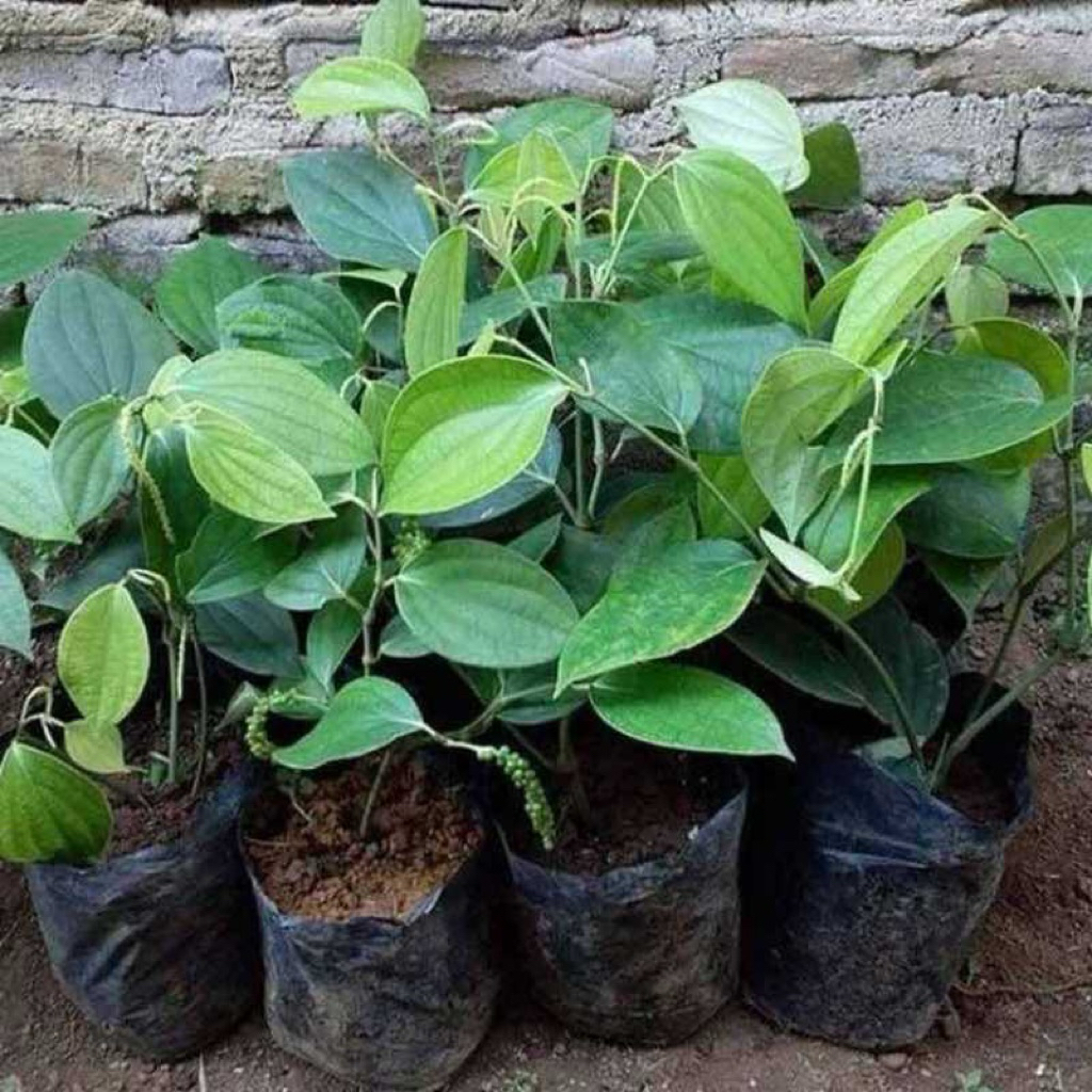 

Bibit Lada Merica Perdu | tinggi 20 - 30cm