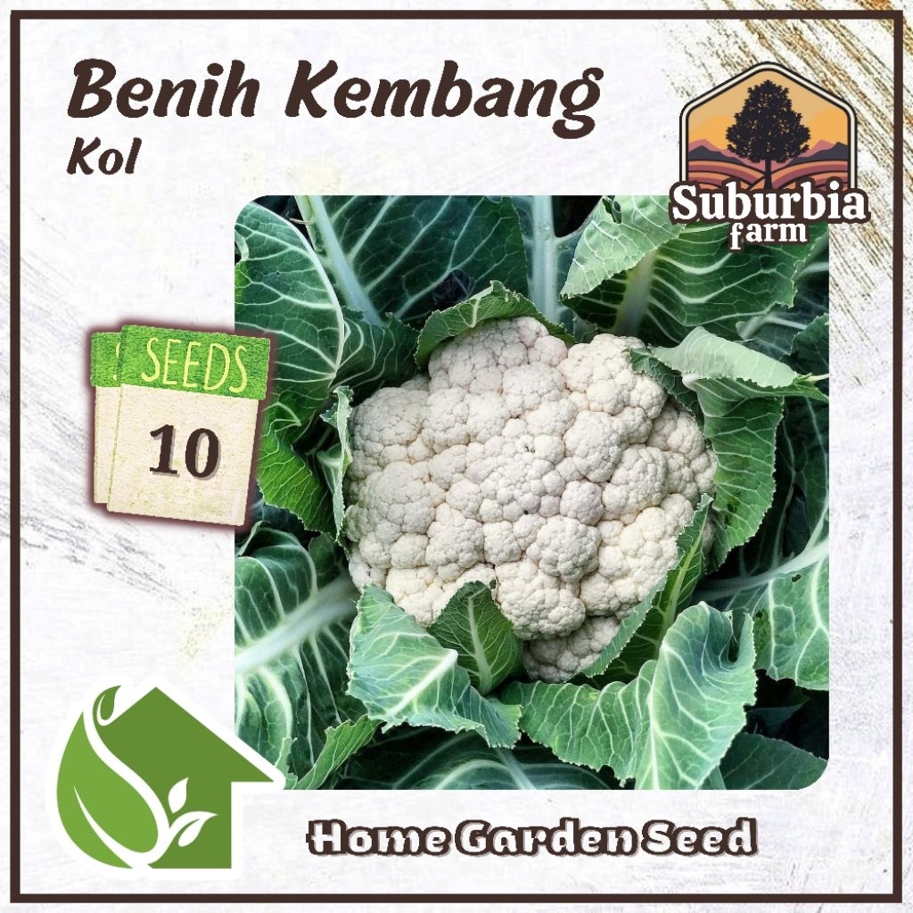 10 Biji Benih Kembang Kol Bibit Bunga Kol Dataran Rendah