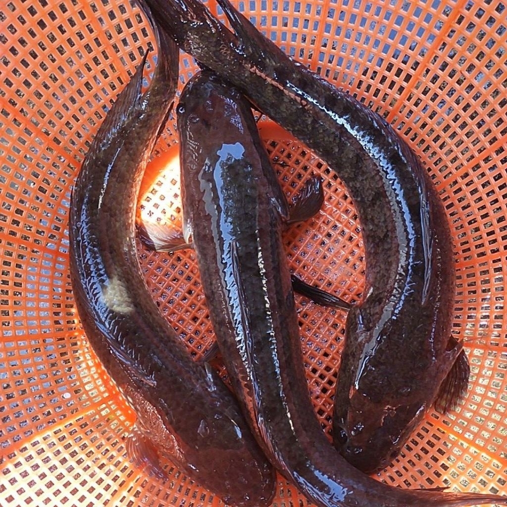 

IKAN GABUS HIDUP JUMBO (KWALITAS GRADE A) Perkilo isi 1 / isi 2 / isi 3 / ekor nya .. sesuai stok yang ada