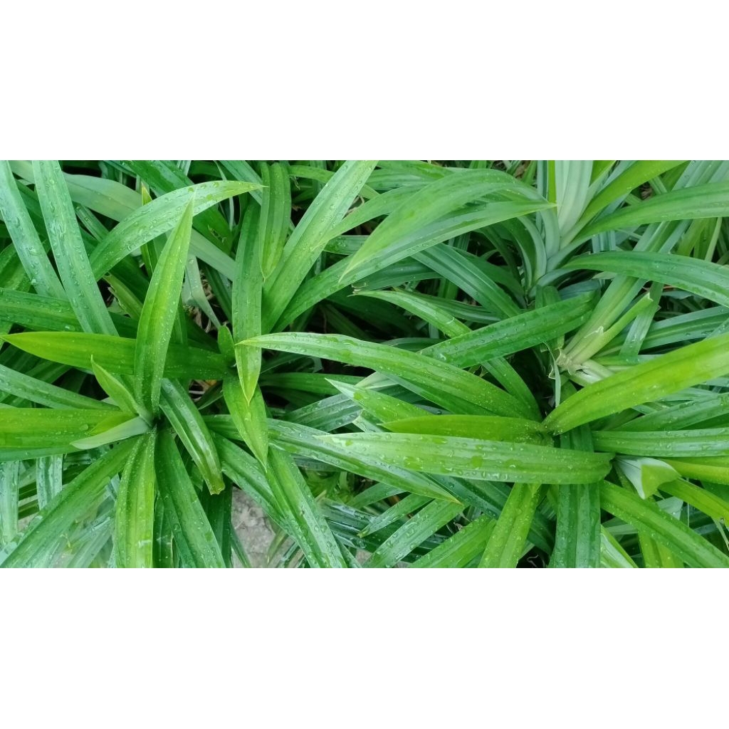

Daun Pandan Organik Kondisi Segar, Daun Pandan fresh baru petik