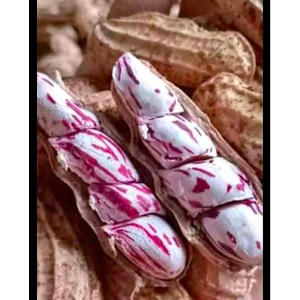 

Kacang Lurik madu mentah