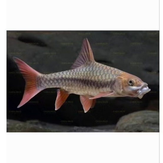 (Hiasan) Tor Sinensis 10-11 cm import china