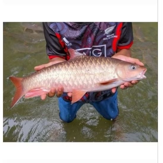 (Hiasan) Tor Kelah Merah 5-6 cm Hulu Trengganu