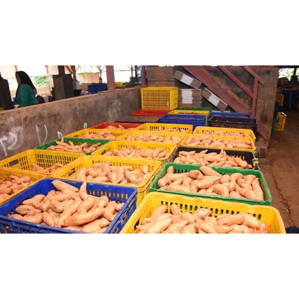 

UBI CILEMBU MADU UKURAN SEDANG / 1Kg