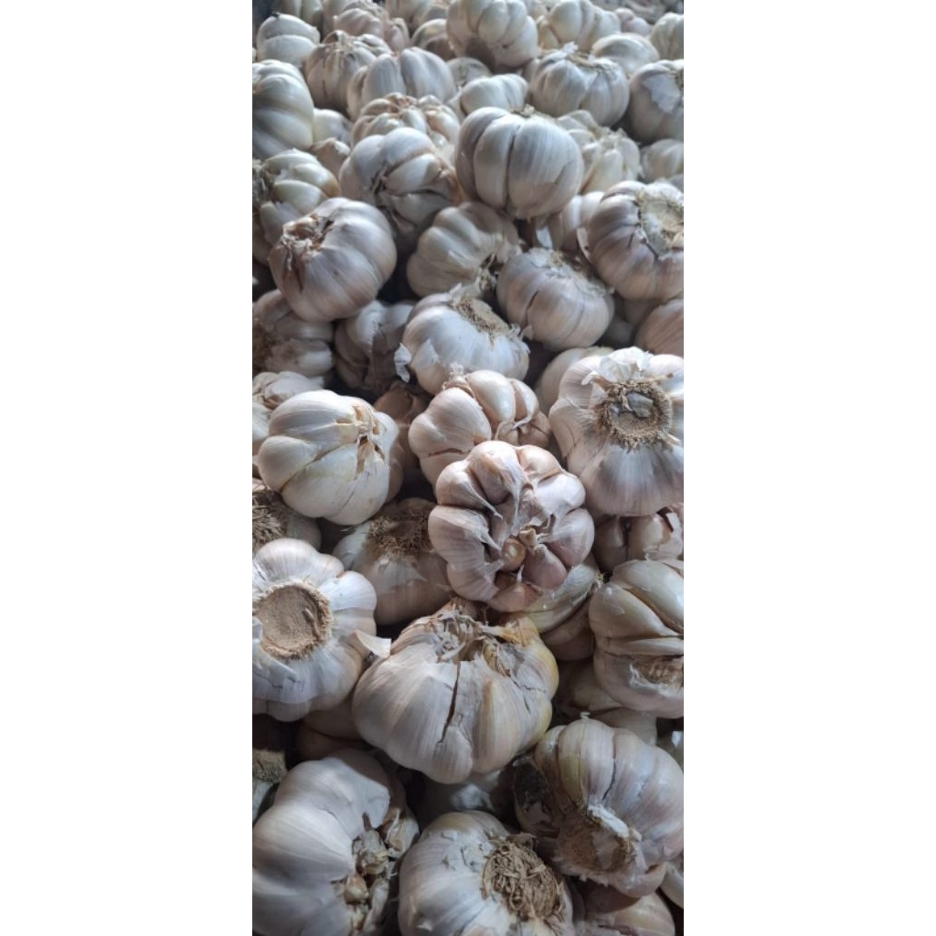 

Baput banci/kating/iris