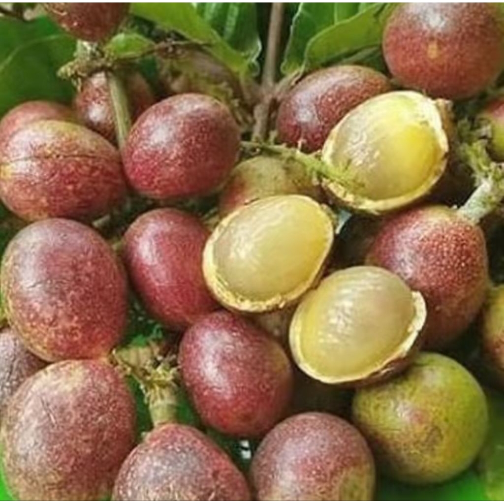 

Buah Matoa 1 buah dengan Sensasi 3 Rasa