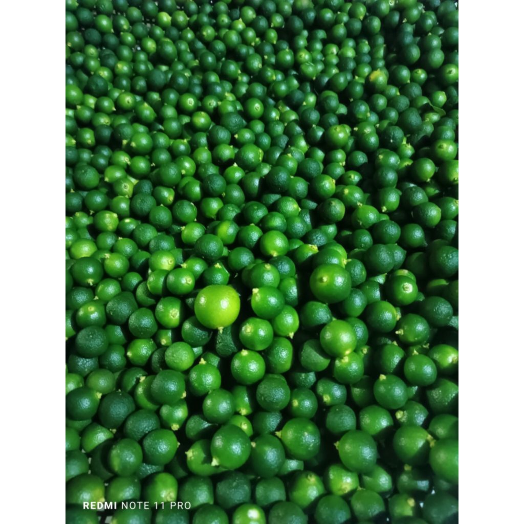 

JERUK SONGKIT/KASTURI 1KG (DI JAMIN UKURAN BESAR)SEGAR FRESH