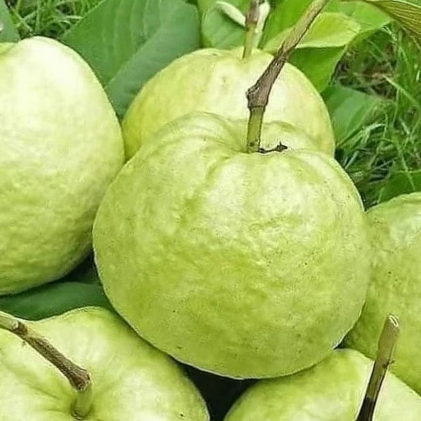 

Jambu Kristal super 2Kg - Non Biji Segar Petani Langsung