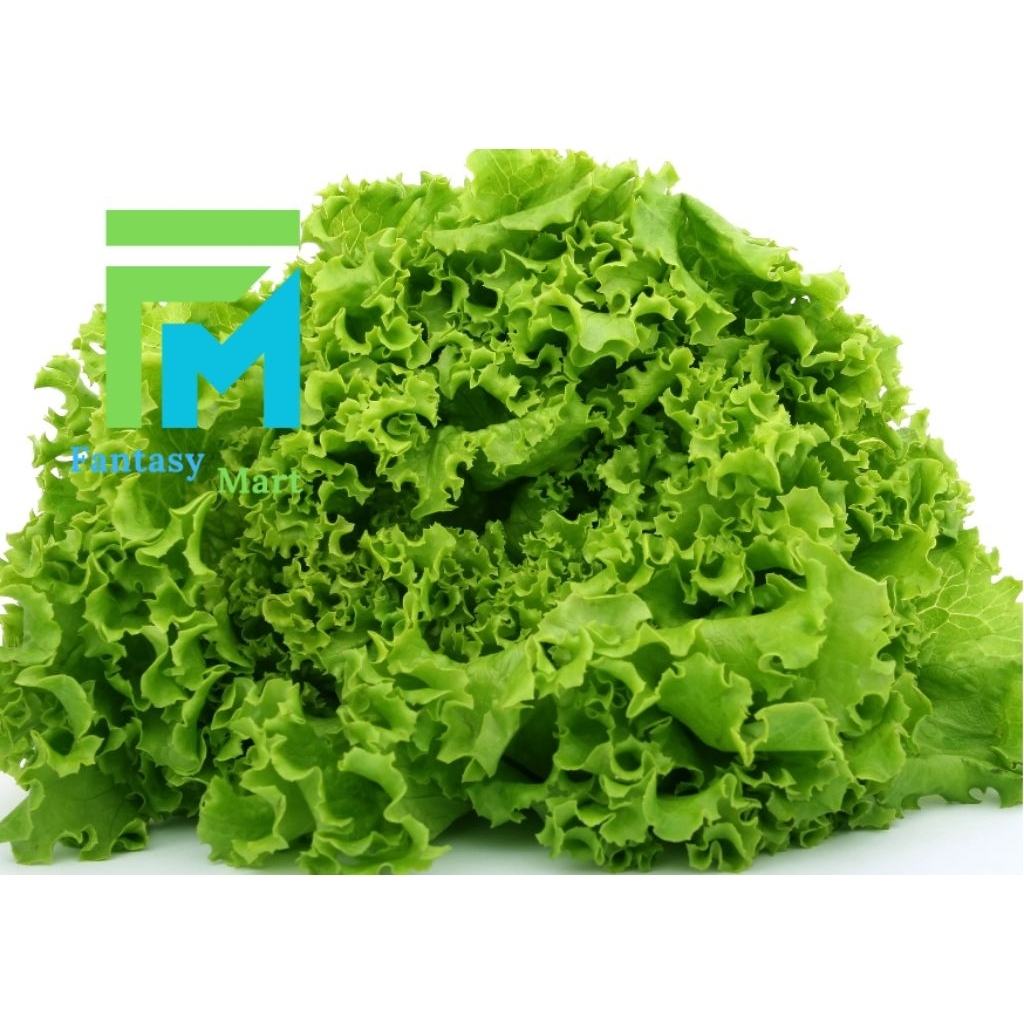 

Daun selada lalap segar