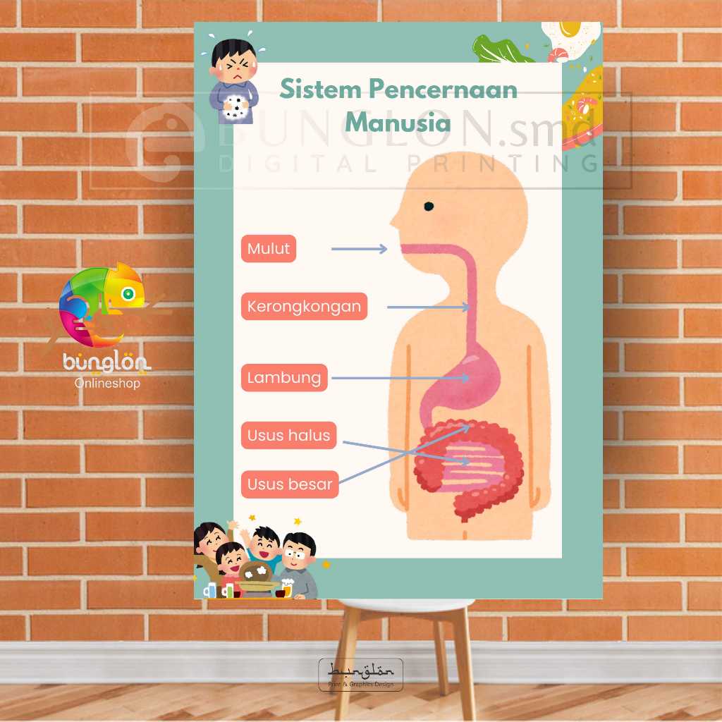 

Poster Sistem Pencernaan Manusia