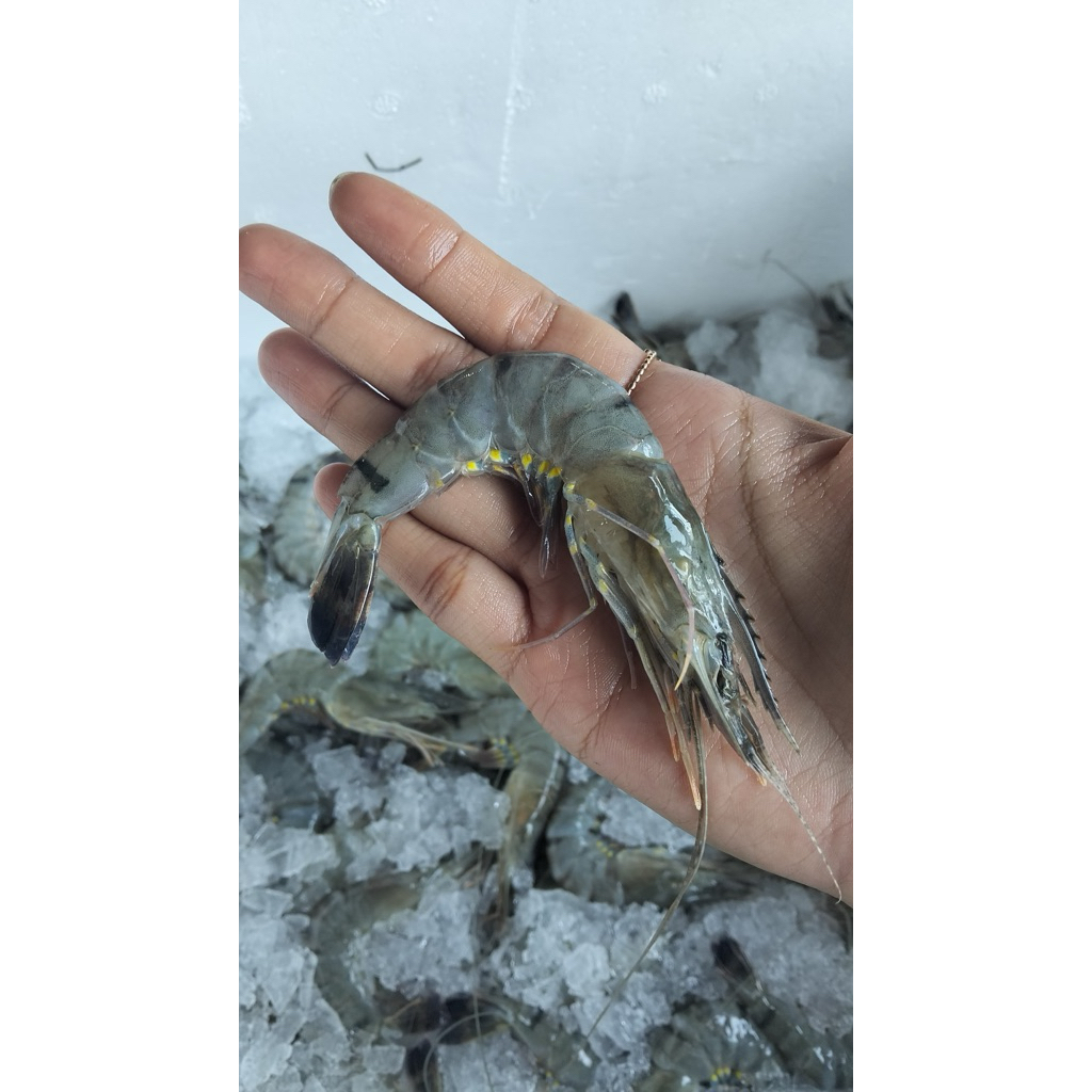 

UDANG WINDU FRESH FROZEN uk 70 1 KG Instan Only