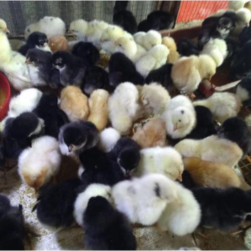 Doc Anak Ayam Joper 1 Box