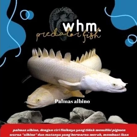 palmas albino 14-15 cm (Mainan ikan)